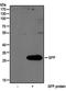 GFP antibody, NB100-56401, Novus Biologicals, Western Blot image 