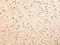 Syndecan Binding Protein antibody, CSB-PA557065, Cusabio, Immunohistochemistry frozen image 