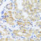 PATJ Crumbs Cell Polarity Complex Component antibody, 23-610, ProSci, Immunohistochemistry frozen image 