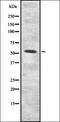 INAR2 antibody, orb335345, Biorbyt, Western Blot image 