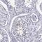 Phosphoglycerate Kinase 2 antibody, NBP2-68960, Novus Biologicals, Immunohistochemistry paraffin image 