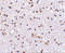 Formin Binding Protein 1 Like antibody, 4373, ProSci, Immunohistochemistry paraffin image 