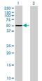 Protein Phosphatase 1 Regulatory Subunit 12B antibody, H00004660-B01P, Novus Biologicals, Western Blot image 