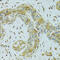 Mitochondrial Carrier 1 antibody, 23-375, ProSci, Immunohistochemistry paraffin image 