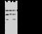 Nucleoporin 62 antibody, 107137-T32, Sino Biological, Western Blot image 