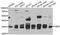 Carbonyl Reductase 3 antibody, abx007022, Abbexa, Western Blot image 