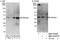 Zinc Finger Protein 444 antibody, NBP1-78190, Novus Biologicals, Western Blot image 