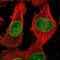 Nucleoporin 153 antibody, NBP1-81724, Novus Biologicals, Immunocytochemistry image 