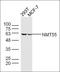 Non-POU Domain Containing Octamer Binding antibody, orb221788, Biorbyt, Western Blot image 