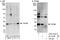 TATA-Box Binding Protein Associated Factor 9b antibody, A303-810A, Bethyl Labs, Western Blot image 