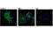 ATPase Na+/K+ Transporting Subunit Alpha 1 antibody, 23565S, Cell Signaling Technology, Immunofluorescence image 