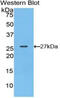 Spondin 2 antibody, MBS2005711, MyBioSource, Western Blot image 