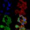 GFAP antibody, SMC-441D-FITC, StressMarq, Immunofluorescence image 