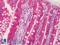 C1q And TNF Related 6 antibody, LS-B1344, Lifespan Biosciences, Immunohistochemistry paraffin image 