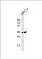 Glycosyltransferase 6 Domain Containing 1 antibody, PA5-72321, Invitrogen Antibodies, Western Blot image 