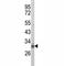 Oligodendrocyte Transcription Factor 3 antibody, F51250-0.4ML, NSJ Bioreagents, Western Blot image 