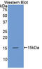 Anti-Mullerian Hormone antibody, LS-C301569, Lifespan Biosciences, Western Blot image 