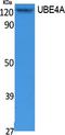 Ubiquitination Factor E4A antibody, A11871, Boster Biological Technology, Western Blot image 