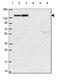 CTR9 Homolog, Paf1/RNA Polymerase II Complex Component antibody, HPA068122, Atlas Antibodies, Western Blot image 