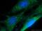 RAB1B, Member RAS Oncogene Family antibody, 17824-1-AP, Proteintech Group, Immunofluorescence image 