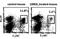 Bone Marrow Stromal Cell Antigen 2 antibody, DDX0390P-100, Novus Biologicals, Flow Cytometry image 