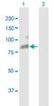 Uromodulin antibody, H00007369-B01P, Novus Biologicals, Western Blot image 