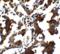 Zinc Finger E-Box Binding Homeobox 1 antibody, 5825, ProSci, Immunohistochemistry frozen image 