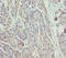 SCY1 Like Pseudokinase 1 antibody, LS-C676466, Lifespan Biosciences, Immunohistochemistry paraffin image 