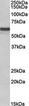 Adrenoceptor Alpha 1B antibody, orb79354, Biorbyt, Western Blot image 