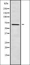 Collagen And Calcium Binding EGF Domains 1 antibody, orb336277, Biorbyt, Western Blot image 