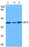 CD72 Molecule antibody, A09292, Boster Biological Technology, Western Blot image 