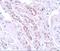 Tectonic Family Member 1 antibody, A09350, Boster Biological Technology, Immunohistochemistry frozen image 