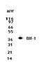 SH3 Domain Containing GRB2 Like, Endophilin B1 antibody, MA5-16170, Invitrogen Antibodies, Western Blot image 