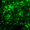 Netrin 1 antibody, orb22929, Biorbyt, Immunofluorescence image 