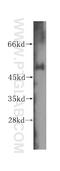 WRN Helicase Interacting Protein 1 antibody, 16238-1-AP, Proteintech Group, Western Blot image 
