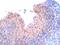 RAN Binding Protein 9 antibody, 46-265, ProSci, Enzyme Linked Immunosorbent Assay image 