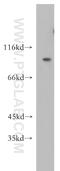 Otopetrin 3 antibody, 18819-1-AP, Proteintech Group, Western Blot image 