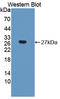 Collagen Triple Helix Repeat Containing 1 antibody, LS-C373812, Lifespan Biosciences, Western Blot image 