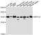 Mitochondrial Ribosomal Protein L45 antibody, A13197, ABclonal Technology, Western Blot image 