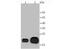 Crystallin Alpha B antibody, NBP2-67149, Novus Biologicals, Western Blot image 