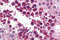 SLAIN Motif Family Member 2 antibody, 5471, ProSci, Immunohistochemistry paraffin image 