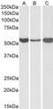 Aldehyde Dehydrogenase 1 Family Member A1 antibody, MBS420981, MyBioSource, Western Blot image 