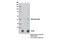 Chloride Intracellular Channel 4 antibody, 12644S, Cell Signaling Technology, Immunoprecipitation image 