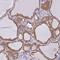 Sorting nexin-5 antibody, HPA051187, Atlas Antibodies, Immunohistochemistry frozen image 