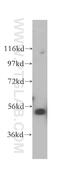 RuvB Like AAA ATPase 2 antibody, 10195-1-AP, Proteintech Group, Western Blot image 