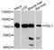Fibrinogen Like 1 antibody, A05044, Boster Biological Technology, Western Blot image 