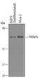 PR domain zinc finger protein 14 antibody, AF6175, R&D Systems, Western Blot image 