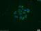 SP1 antibody, 11809-1-AP, Proteintech Group, Immunofluorescence image 