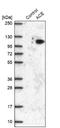 Angiotensin I Converting Enzyme antibody, NBP1-91666, Novus Biologicals, Western Blot image 