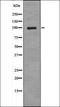 Toll Like Receptor 5 antibody, orb335995, Biorbyt, Western Blot image 